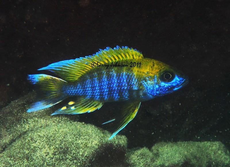 Aulonocara jacobfreibergi 'Mazinzi Reef'